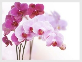 künstliche Orchideen