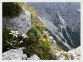 Künstliche Berg- Alpenblumen
