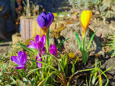 Frühlings Kunstblumen in der Hand künstliche Tulpe orange von dekotreff kaufen