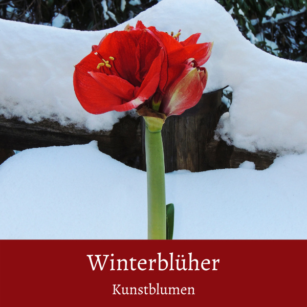 künstliche Winterblüher Amaryllis rot in Glasvase draußen im Schnee vor Holzhütte