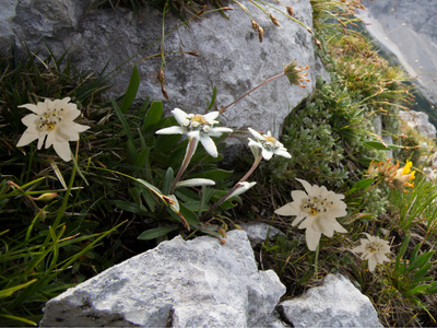 Blumenwiese in den Bergen mit künstlichen Alpenblumen Edelweiss