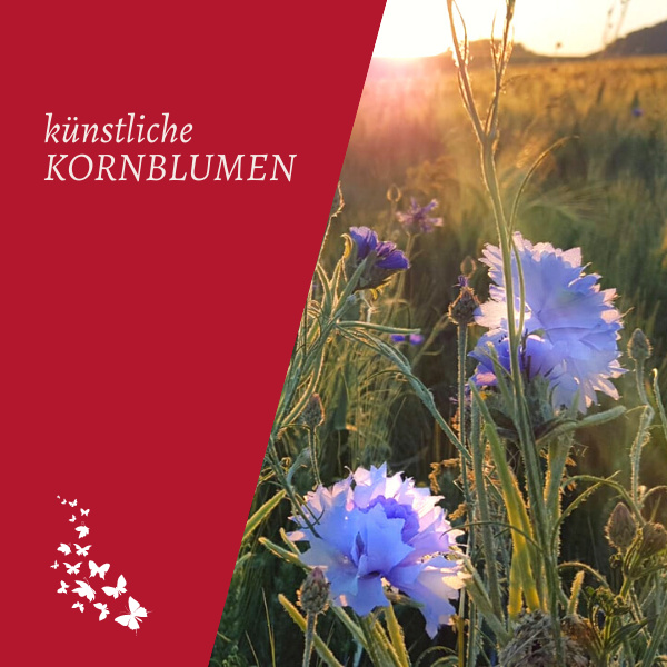 künstliche Kornblumen blau lila auf Getreidefeld in der sächsischen Schweiz