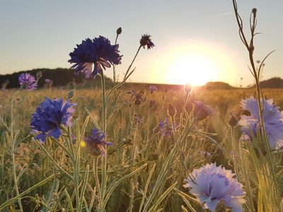 Sonnenaufgang auf Blumenwiese mit künstlichen blauen Kornblumen wie echt
