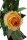 Keramikwelle Rose k&uuml;nstliches Blumengesteck gelb, 25cm