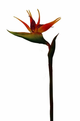 Papageienblume 125x80cm GA künstliche Kunstblumen Kunstpflanzen Strelitzie 