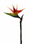 künstliche Strelitzie 80cm - Kunst Paradiesvogelblume