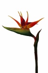 künstliche Strelitzie, 75cm - Kunst Paradiesvogelblume