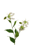 k&uuml;nstlicher Gloriosa Zweig weiss, 75cm