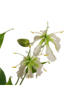 k&uuml;nstliche Gloriosa wei&szlig; 80cm exotic