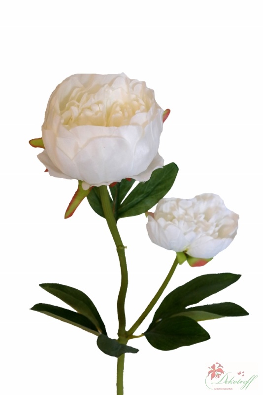 Pfingstrose mit 2 Blüten 60cm weiß-creme DP Kunstblumen künstliche Blumen Päonie 