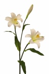 Lilien weiss, 80cm Kunstblumen