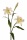 Lilien weiss, 80cm Kunstblumen