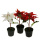 k&uuml;nstliche Weihnachtstern Topfpflanzen rot 16cm