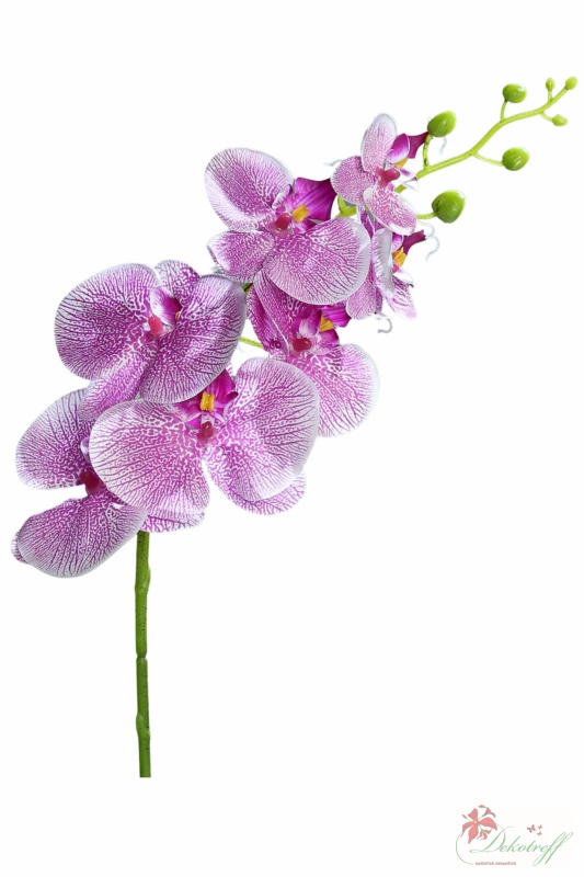 Orchidee Phalaenopsis Seidenblume grün bordeaux pink 40 cm 60207-86 F1 