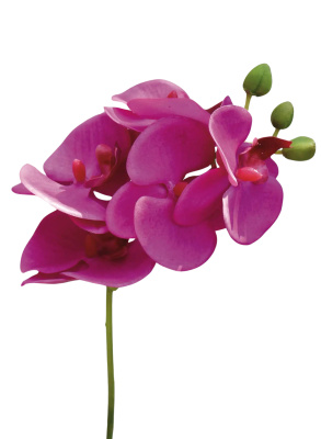 24 x Orchidee Kunst künstlich Kunstblume bordeaux bordo pink 43 cm 201809-81 F1 