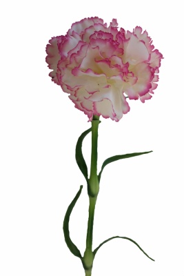 künstliche Nelke rosa, 65cm