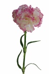 Nelke rosa, 65cm
