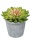 Sukkulenten k&uuml;nstlich Aeonium 15cm Kunstpflanzen
