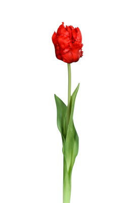 künstliche Tulpe rot 45cm Real touch Tulpen
