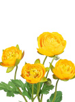 Ranunkel, gelb, 40cm Kunstblumen