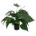 Kunstpflanzen Alocasia Cucullata 50cm