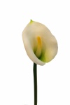 k&uuml;nstliche Calla weiss, 30cm Real Touch Blumen
