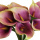 künstliche Calla Kunstblumenstrauß 30cm Real Touch Blumen