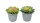 Sukkulenten k&uuml;nstlich Echeveria 12cm Kunstpflanzen