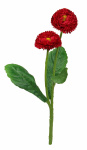 künstliche Bellis, Gänseblümchen rot, 23cm