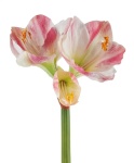 Kunstblumen Amaryllis rosa 68cm