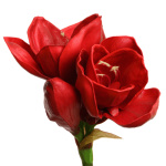 Kunstblumen Amaryllis rot, 60cm