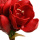 Real touch Blumen Amaryllis rot 60cm Kunstblumen