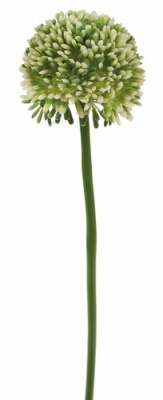 k&uuml;nstlicher Allium Zweig weiss, 45cm