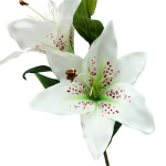 künstlich Lilien weiß, 65cm