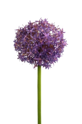 künstlicher Allium 80cm/ Ø 19cm