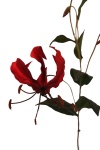 künstliche Gloriosa rot, 75cm