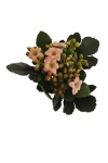Kalanchoe Kunstpflanzen rosa - apricot 22cm