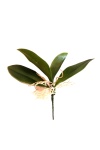 künstliches Orchideenblatt klein 15cm