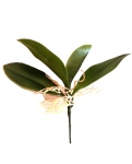 k&uuml;nstliches Orchideenblatt klein 15cm