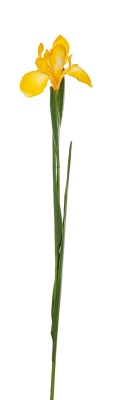 Iris Kunstblume / Schwertlilie gelb 75cm