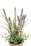 Lavendel Steintopf, 23cm