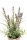 Kunstpflanze Lavendel im Steintopf 23cm
