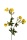 Butterblume 50cm k&uuml;nstliche Wiesenblume