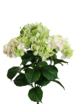 Hortensie weiß, 70cm Kunstblumen