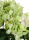 künstlicher Hortensien Busch creme grün 45cm Kunstpflanzen