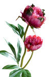 Pfingstrosen rosa-magenta Kunstblumen 60cm