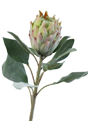 Zuckerbusch "Protea" Knospe, 70cm / exotische Kunstblumen