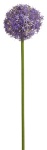 Allium hell 75cm/ &Oslash; 12cm Kunstblumen Zweig
