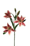 k&uuml;nstlich Lilien rosa, 60cm