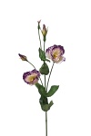 Eustoma / Lisianthus violett, 70cm